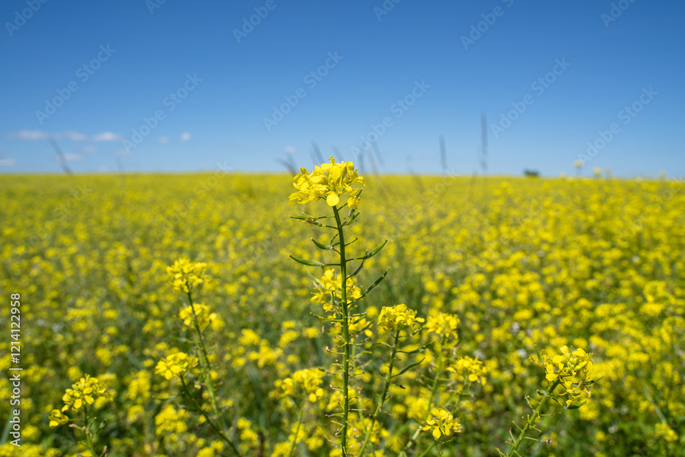 Rapeseed field with a blue sky Rapeseed field with a blue sky