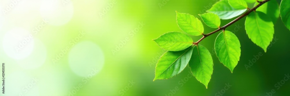 Crisp, cutout image of fresh green leaves on a branch , spring, flora Crisp, cutout image of fresh green leaves on a branch , spring, flora