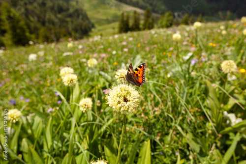 Butterfly on flower in summertime photo