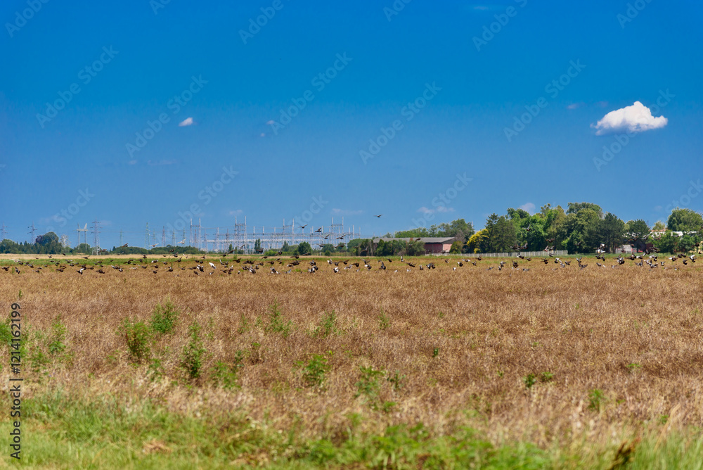 A flock of birds flies over a field.