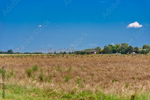 Obraz na płótnie A flock of birds flies over a field. w salonie