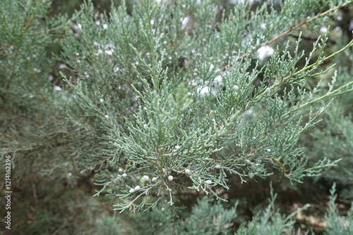 Branch of Juniperus pfitzeriana with berry like cones in July photo