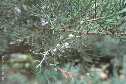 Close shot of berries in the leafage of Juniperus pfitzeriana in July photo