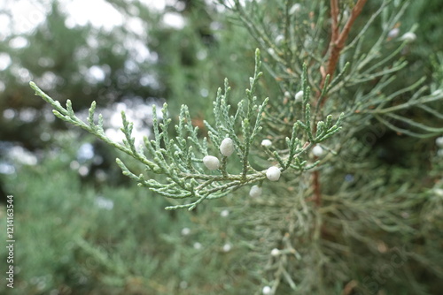 Closeup of berries in the leafage of Juniperus pfitzeriana in July photo