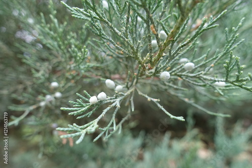 Macro of berries in the leafage of Juniperus pfitzeriana in July photo
