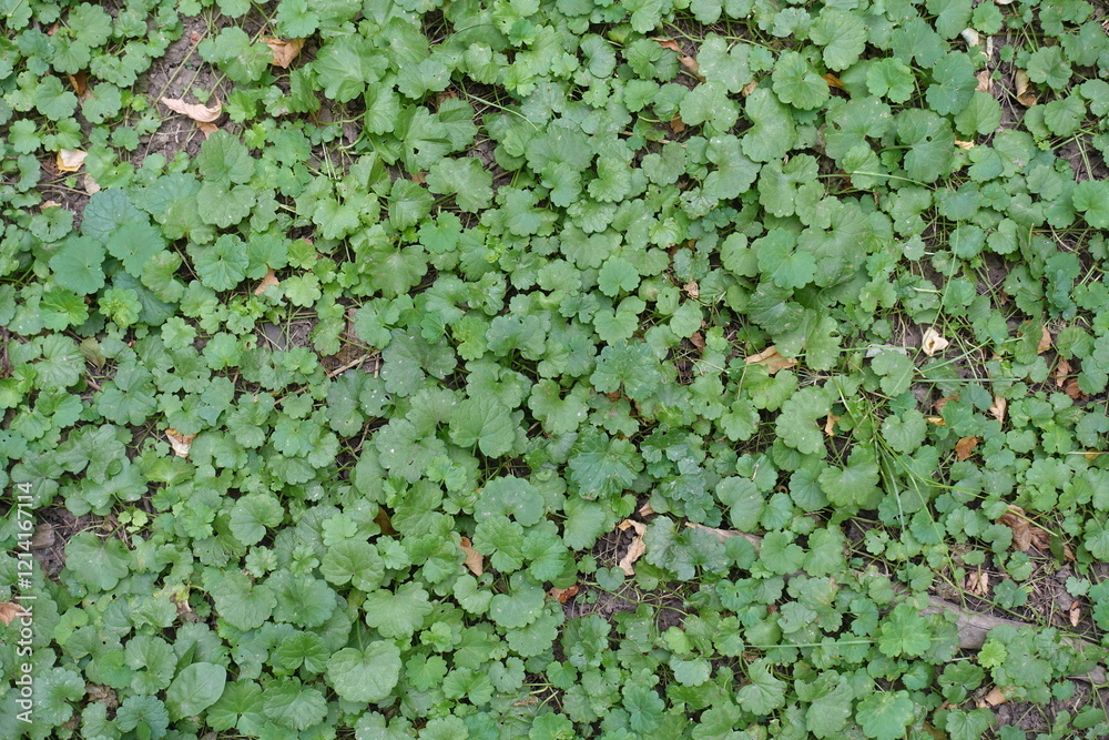 Foliage of Glechoma hederacea in mid August Foliage of Glechoma hederacea in mid August