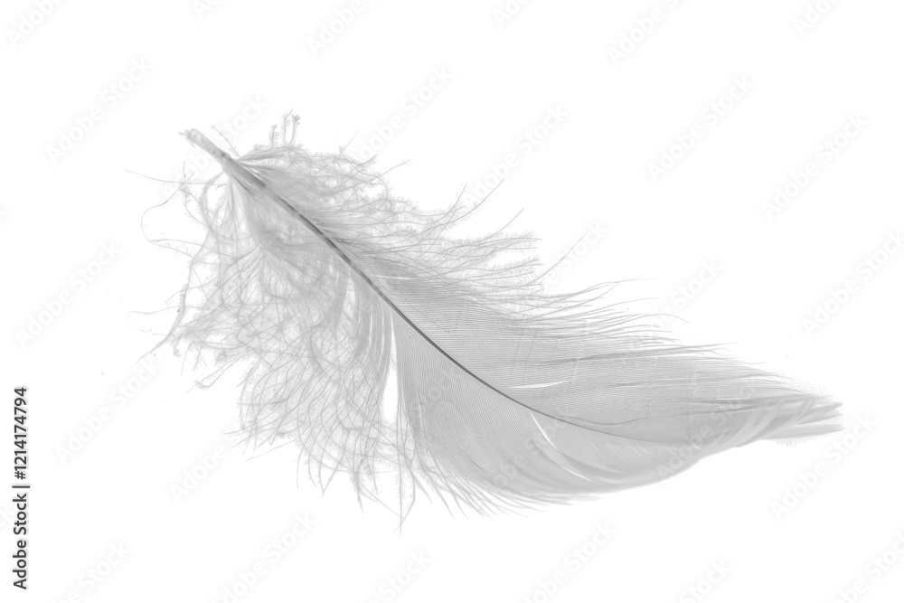 white goose feathers on a white background white goose feathers on a white background