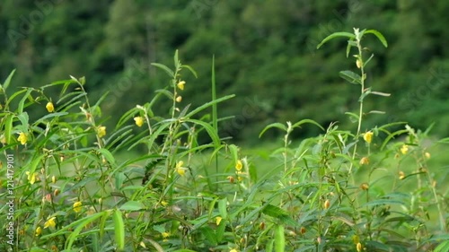 Wallpaper Mural Grass shoots swaying calmly in the wind.Green grass savanna that looks beautiful.For transition videos or advertisements.Ecology and environmental concepts.Footage 4K,60Fps Torontodigital.ca