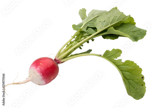 radish isolated on white