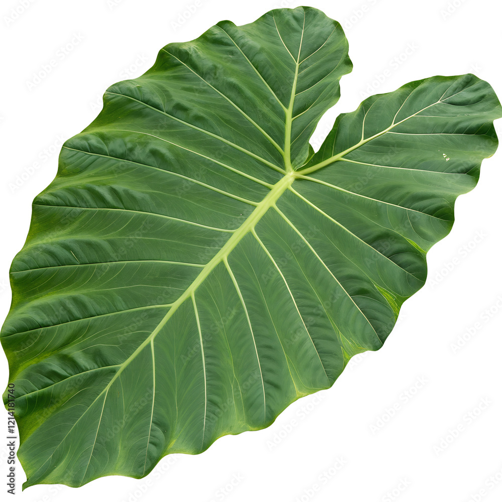 4k vector illustration of a giant taro leaf feat 4k vector illustration of a giant taro leaf feat