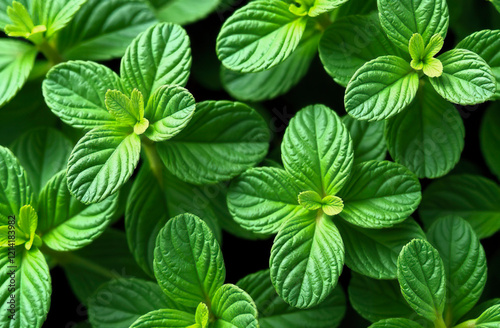 Leaves of fresh green mint, top view.