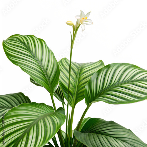 calathea orbifolia leaves on a white background