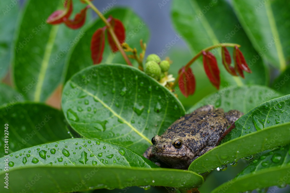 Obraz premium frog on leaf