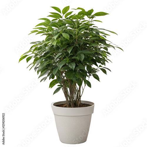 seo title realistic potted plant indoor house plant.png