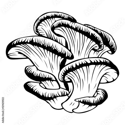 oyster mushroom.eps