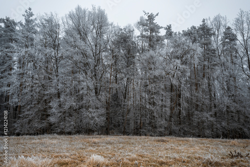 Hoarfrost Landscape in winter