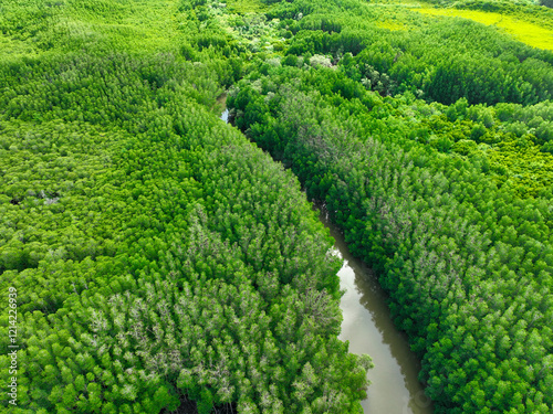 Lush green mangrove forest. Carbon sequestration and blue carbon ecosystem services. Critical for mitigating climate change impacts, habitat protection for marine species, and coastal defense efforts. photo