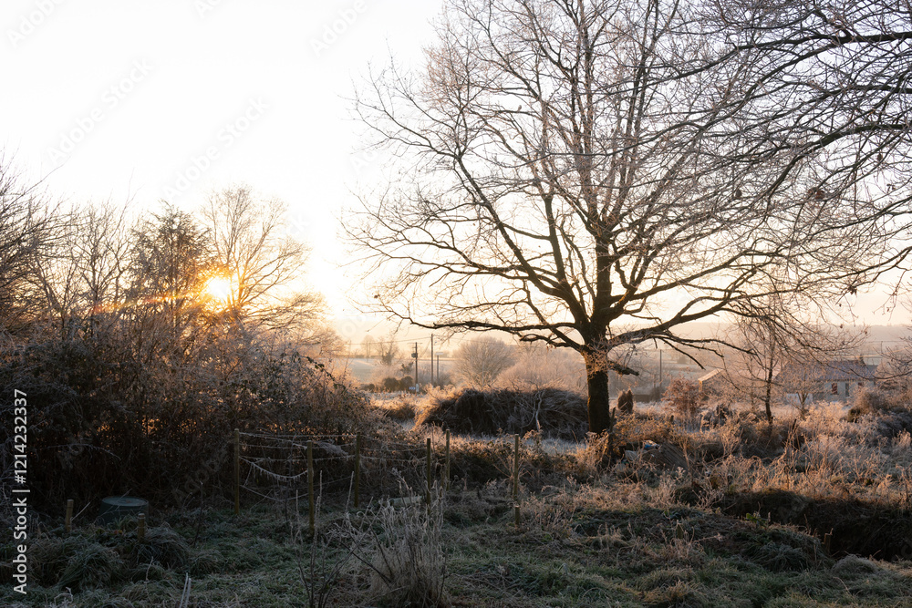 Moody cold winter landscape with tree at sunset Moody cold winter landscape with tree at sunset