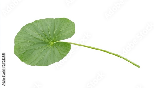 Close-up of a vibrant green leaf showcasing intricate veins against a white background for botanical studies