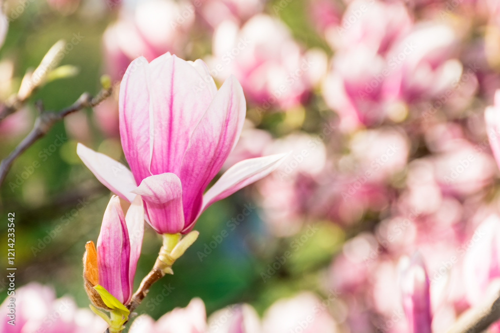 magnolia bloom in spring. romantic season. branch with pink flowers. sunny weather. feminine beauty magnolia bloom in spring. romantic season. branch with pink flowers. sunny weather. feminine beauty