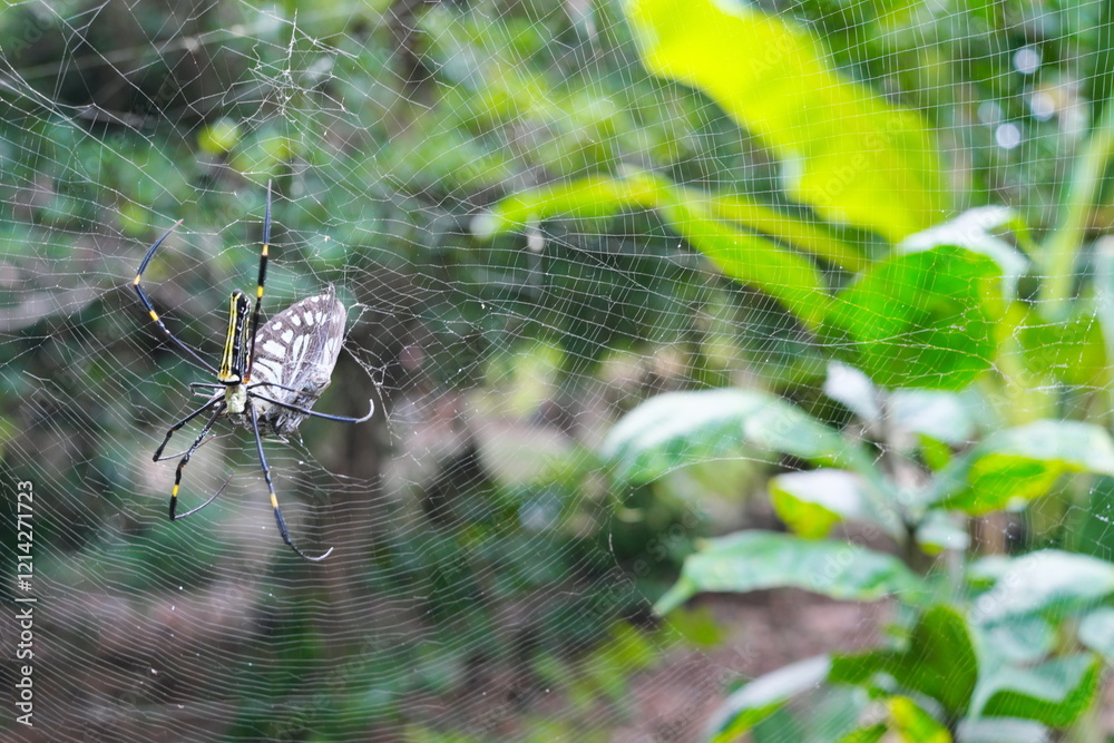 Giant golden orb weaver spider preying on a butterfly. Caught on web concept.
