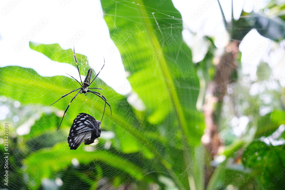 Giant golden orb weaver spider preying on a butterfly. Caught on web concept.