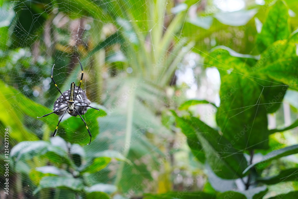 Giant golden orb weaver spider preying on a butterfly. Caught on web concept.