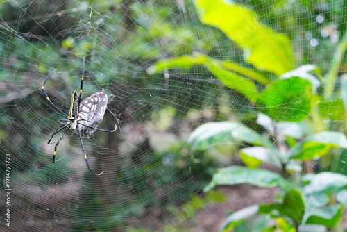 Obraz na płótnie Giant golden orb weaver spider preying on a butterfly. Caught on web concept. w salonie