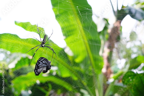 Giant golden orb weaver spider preying on a butterfly. Caught on web concept.