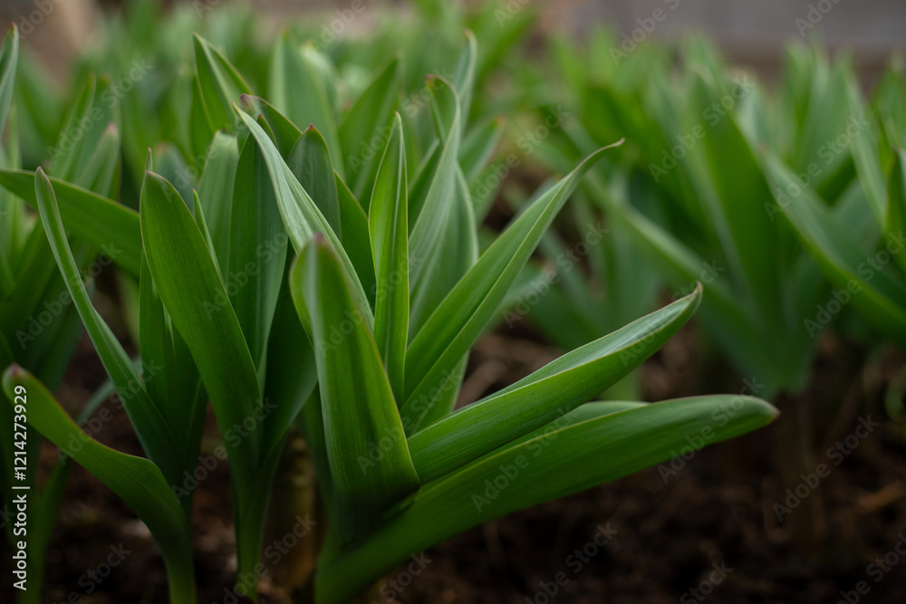 Obraz premium Allium ornamental onion. Broadleaf garlic. Perennial herb against the background of garden beds. Bulbous plants in the vegetable garden. Gardening and agriculture