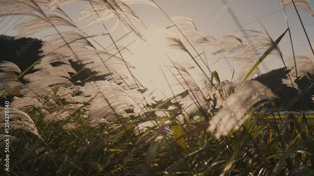 Golden silver grass blowing in the wind at sunset