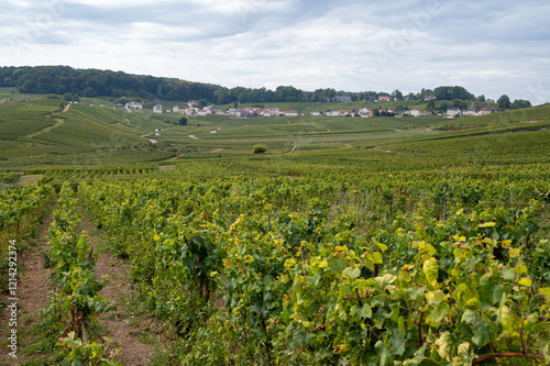 Landscape with green grand cru vineyards near Cramant and Avize, region Champagne, France. Cultivation of white chardonnay wine grape on chalky soils of Cote des Blancs photo