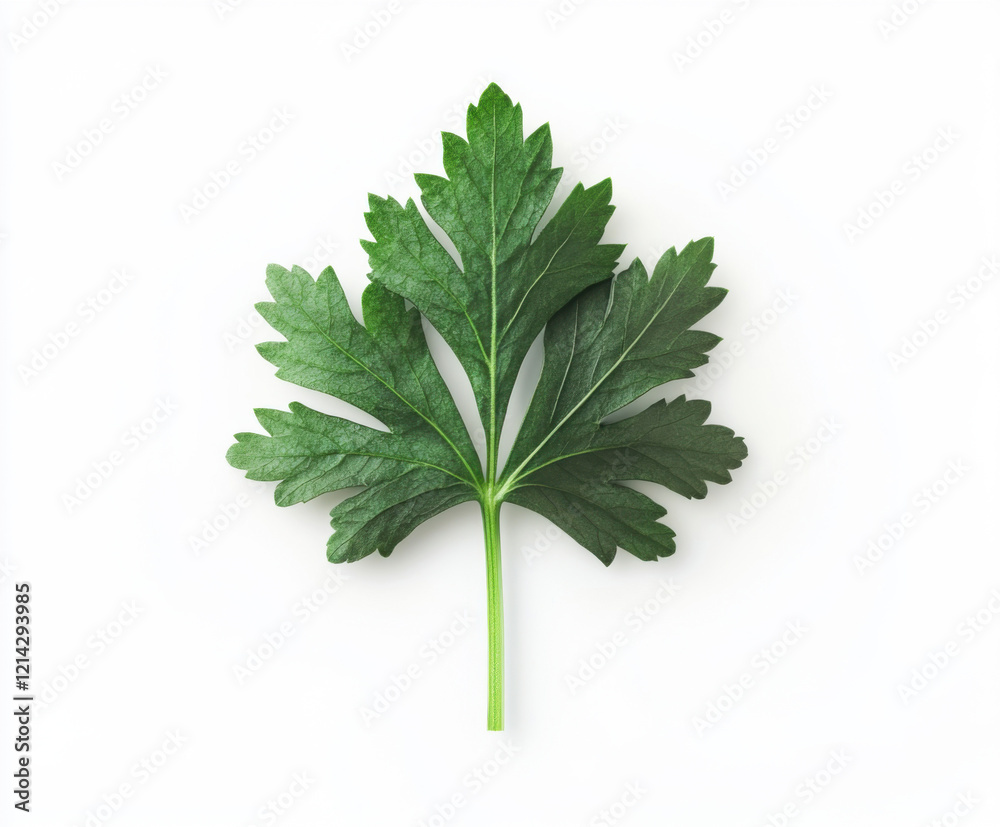 Obraz premium Freshly picked parsley leaf resting on a white surface showcasing its vibrant green color and unique texture
