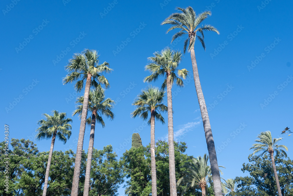 Naklejka premium Beautiful green public park with large palm trees, unusual shapes and designs trees in one of oldest city in Europe, Sevilla, Andalusia, Spain