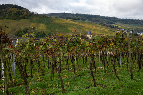 Panoramic view of terraced vineyards around Nittel, Rhineland-Palatinate, Germany and views across Moselle River on vineyard hills of Luxembourg near Grevenmacher photo