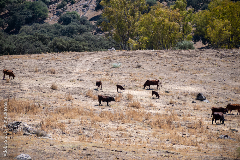 Obraz premium Summer in national park la Sierra de Grazalema, Andalusian white villages touristic route in Spain