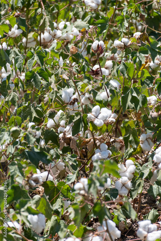 Organic cotton plants field with white open buds ready to harvest near Sevilla, Cordoba, Andalusia, Spain Organic cotton plants field with white open buds ready to harvest near Sevilla, Cordoba, Andalusia, Spain
