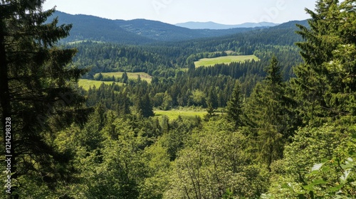 Lush green forest viewed from above, a mix of coniferous and deciduous trees, clear sky photo