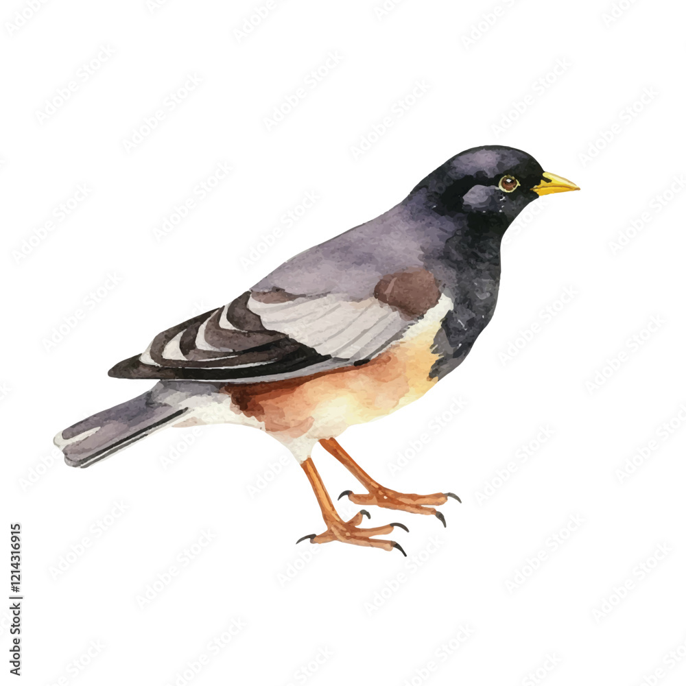 Fototapeta premium watercolor Myna isolated white background
