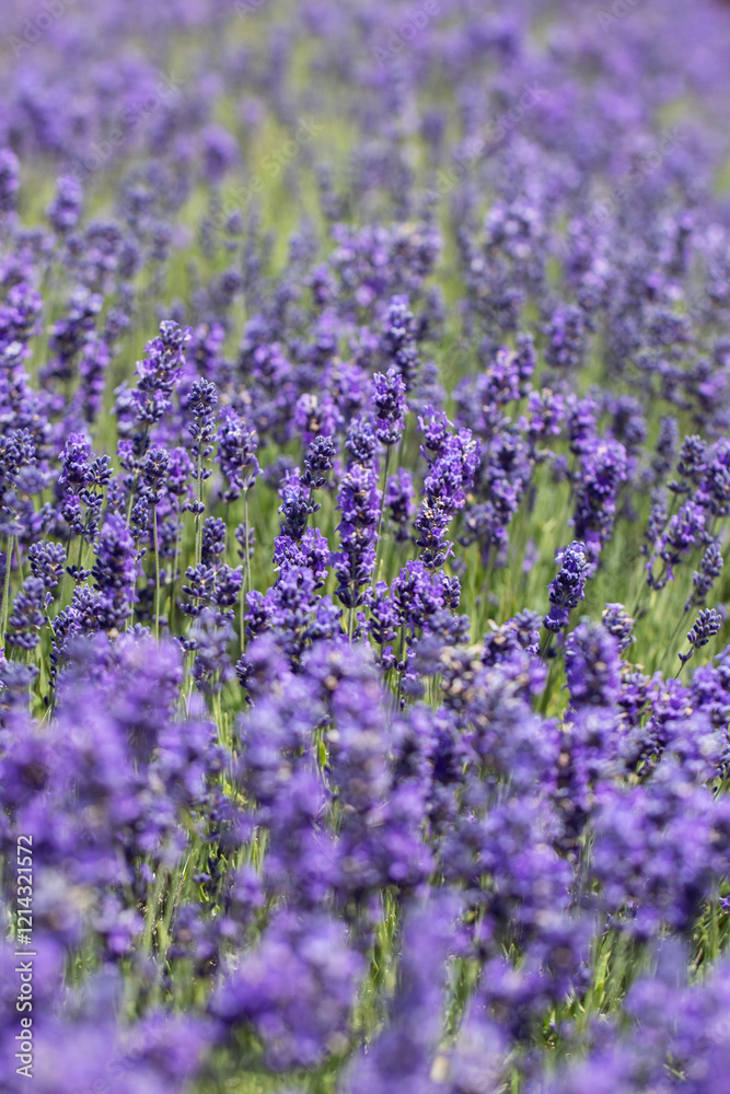 Obraz premium Lavender blooming close-up in a field. Lavender farm