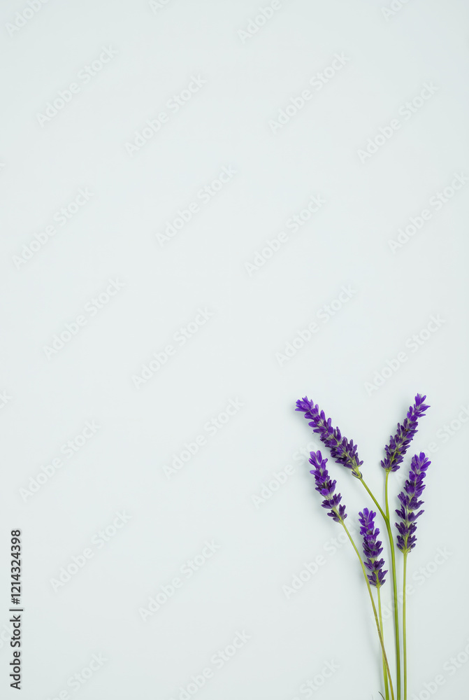 Small and Understated Cluster of Purple Lavender Sprigs Against a Pale Background Small and Understated Cluster of Purple Lavender Sprigs Against a Pale Background