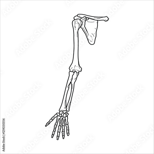 Hand bones drawing handmade illustration artwork