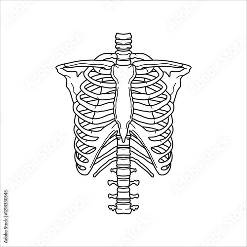 Rib cage hand drawn illustration artwork