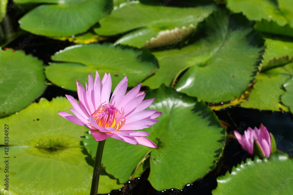 pink lotus on lotus leaf background pink lotus on lotus leaf background