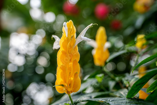 Close-up of golden shrimp-like flower (Justicia brandegeeana) in bloom photo