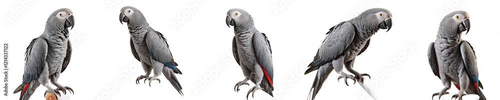 Fototapeta premium a series of realistic gray parrots in various poses