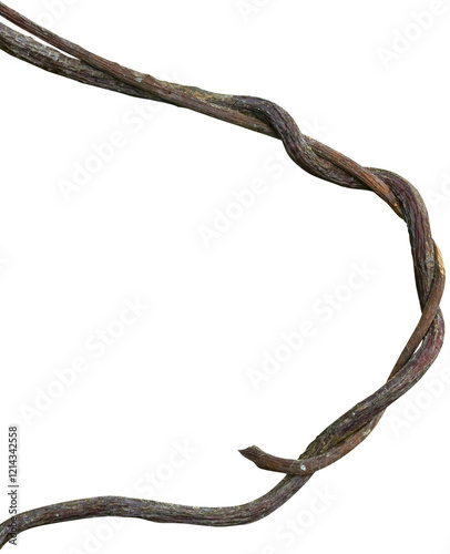 Twisted dried Liana jungle vine.