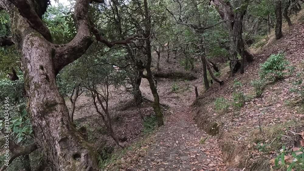 Forest trail with hanging bells, reflecting spirituality and serenity in nature