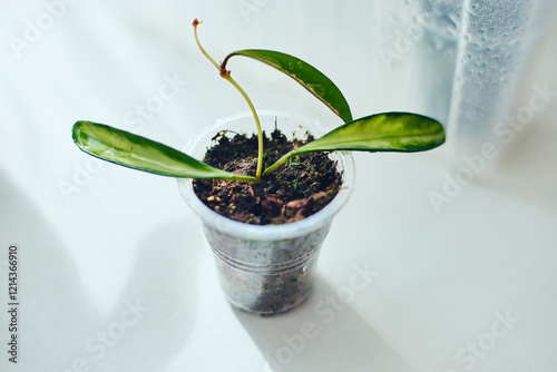 Wallpaper Mural Young rooted cuttings of different varieties of hoya Kentiana variegata in small pots, house flower, liana. Close up, selective focus. Torontodigital.ca