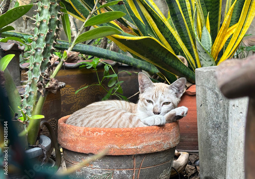 Portrait a lazy young homeless cat relaxing in an empty plant pot in a garden, depth of field young cat in a garden.
